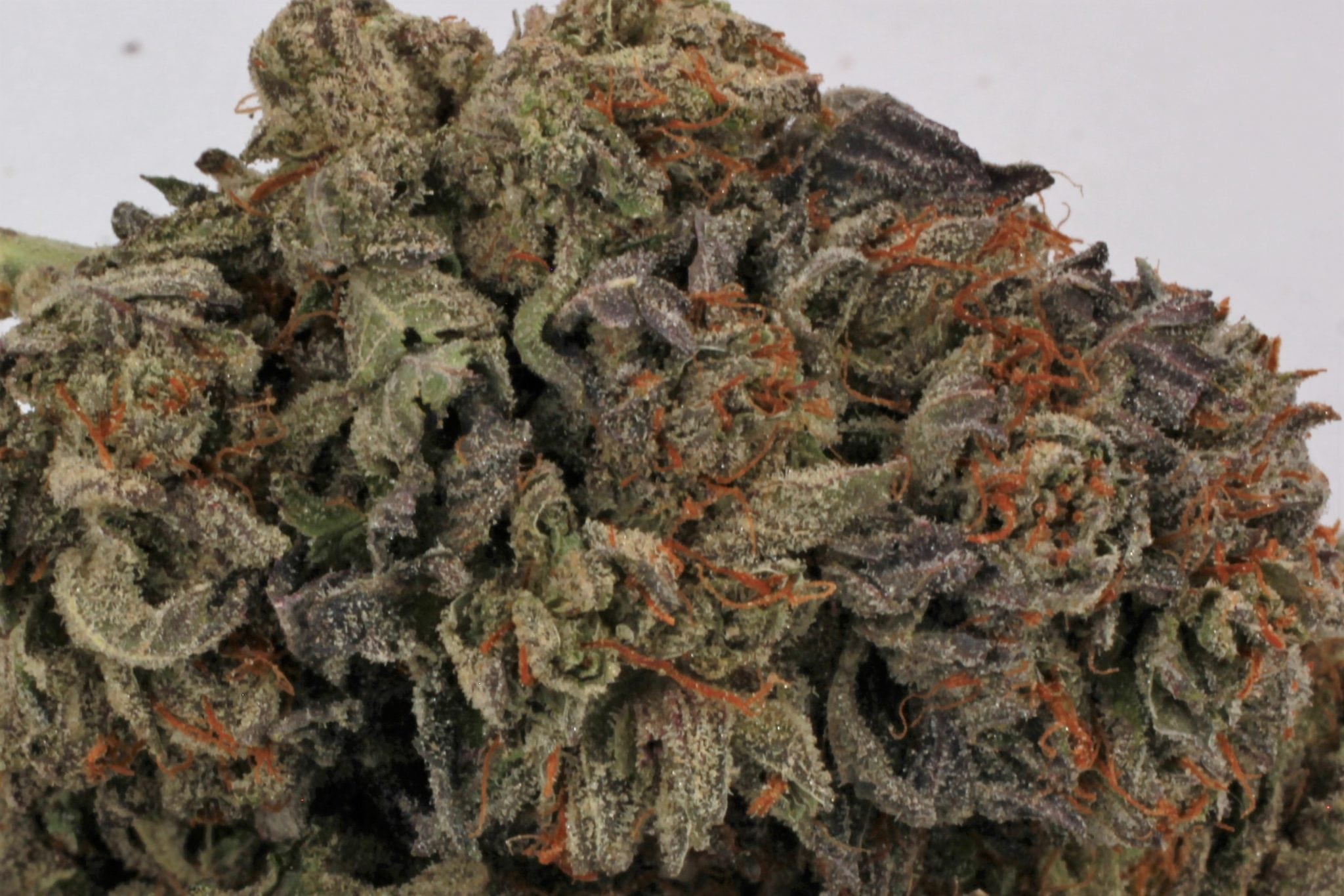 Buy Grand Daddy Purple  Marijuana Online in Canada 4 20 