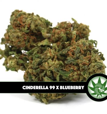 Cinderella 99 x Blueberry