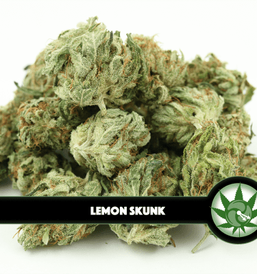 Lemon Skunk