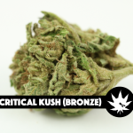 420spot Buy Critical Kush