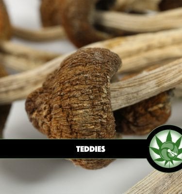 Teddies ( Thai Elephant Dong) Magic Mushrooms