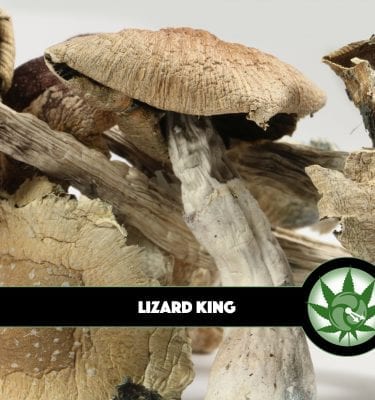 Lizard King Magic Mushrooms