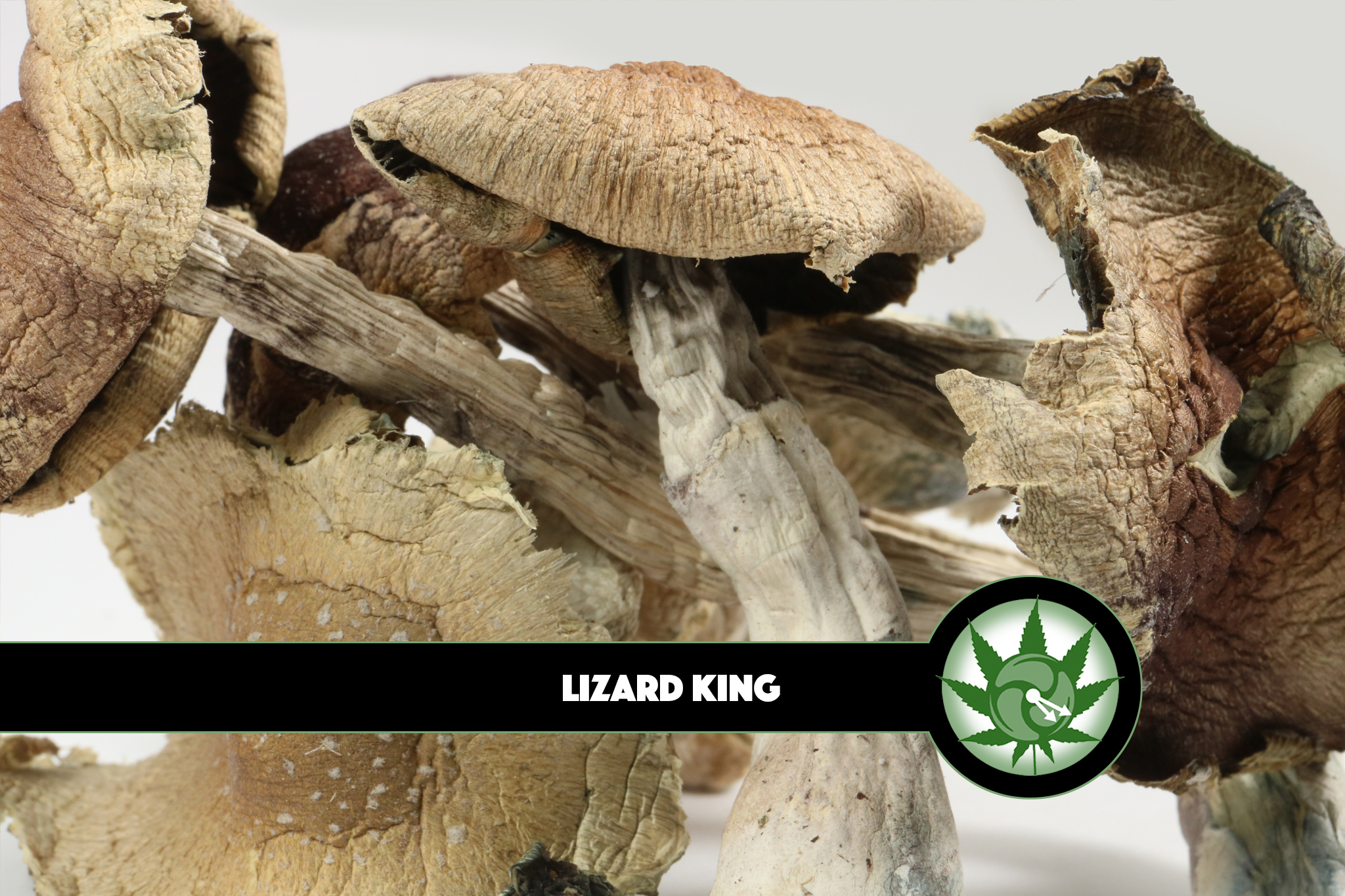 Click here to unlock the guide to understanding lizard king mushroom!