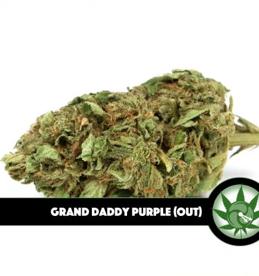 Grand Daddy Purple Outdoor