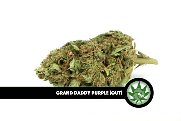Grand Daddy Purple Outdoor