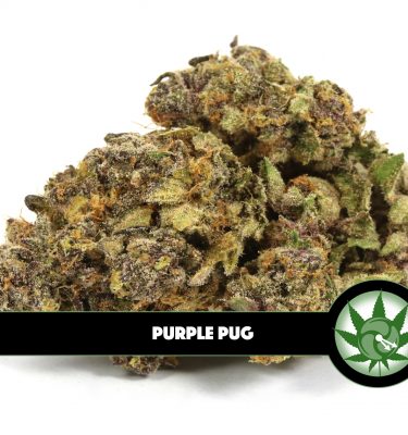 Purple Pug