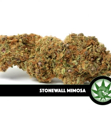 Stonewall Mimosa