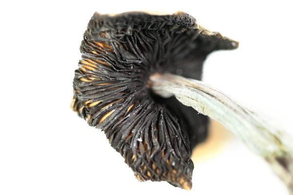 Dong Magic Mushrooms