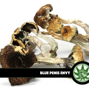 Blue Penis Envy Magic Mushrooms