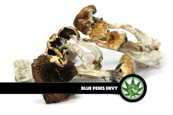 Blue Penis Envy Magic Mushrooms