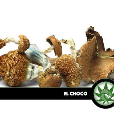 El Choco Magic Mushrooms