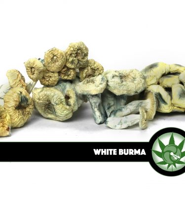 White Burma Magic Mushrooms