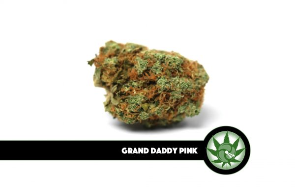 Grand Daddy Pink