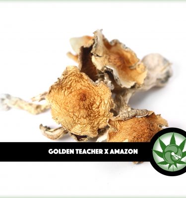 Golden Teacher x Amazon