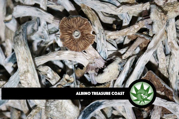 Albino Treasure Coast