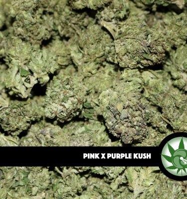 Purple Pink Kush